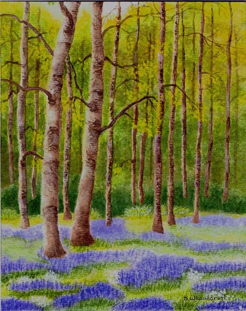Bluebell wood 1.jpg