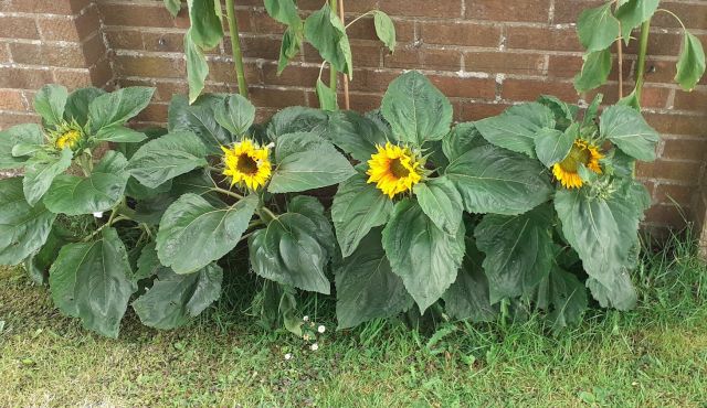 sunflowers.jpg