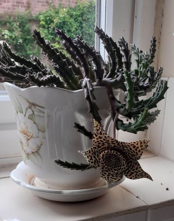plant.jpg