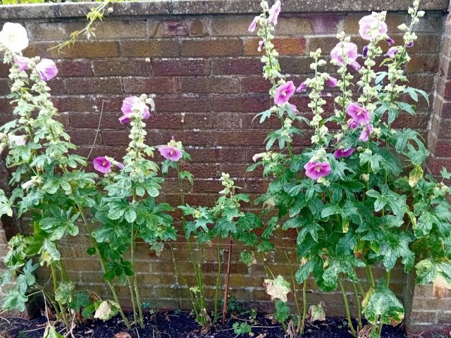 hollyhocks.jpg